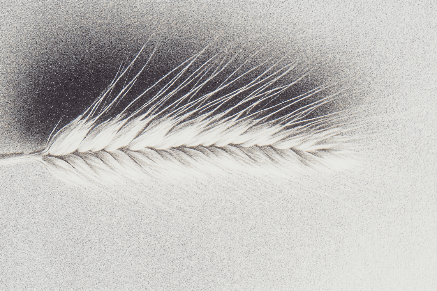 A single wheat stalk held in close focus against a soft background